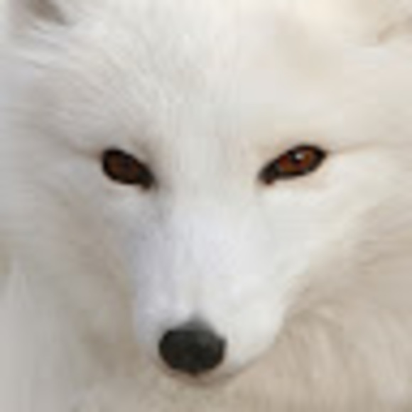 wolftammie